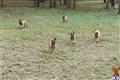 Belgian Malinois